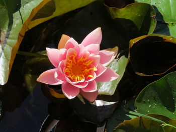 Close-up of pink lotus water lily
