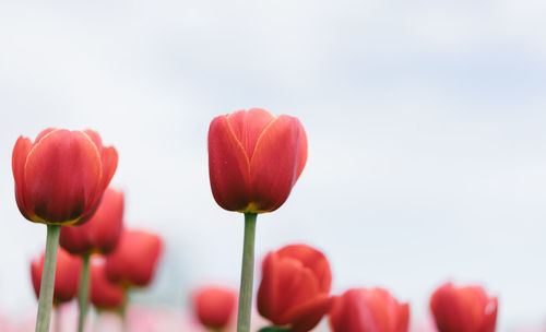 Close-up of tulips blooming outdoors