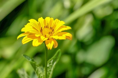Close-up of yellow flowering plant