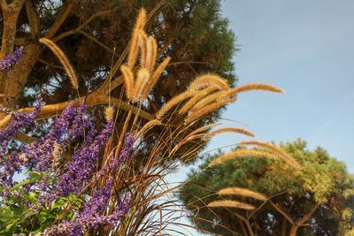 Low angle view of flowering plants against sky