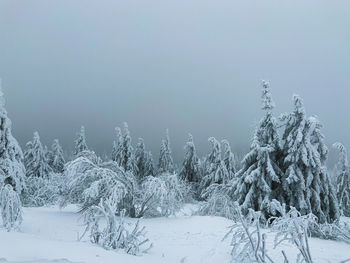 cold temperature