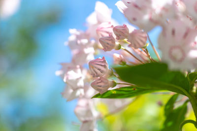 Low angle view of pink flower