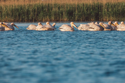 View of swans in lake