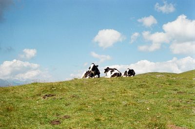 Cows on field against sky