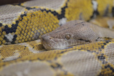 Close-up of lizard