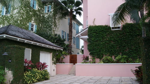 Potted plants on street by building