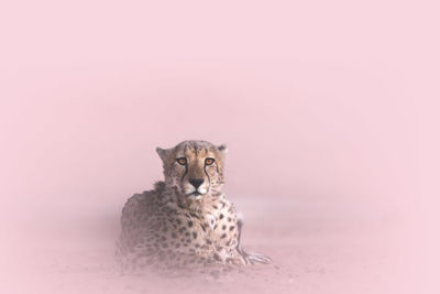 Cheetah in a pinky mist