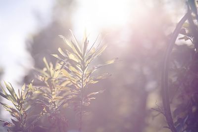 Close-up of plant during winter