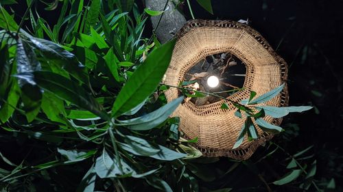 High angle view of plants in basket on field