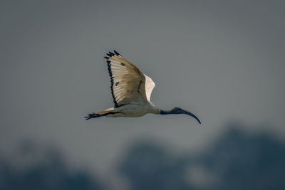 Bird flying against clear sky