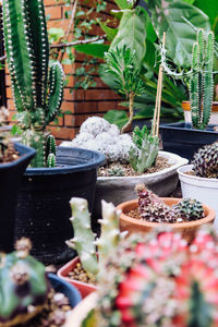 Close-up of succulent plants in yard