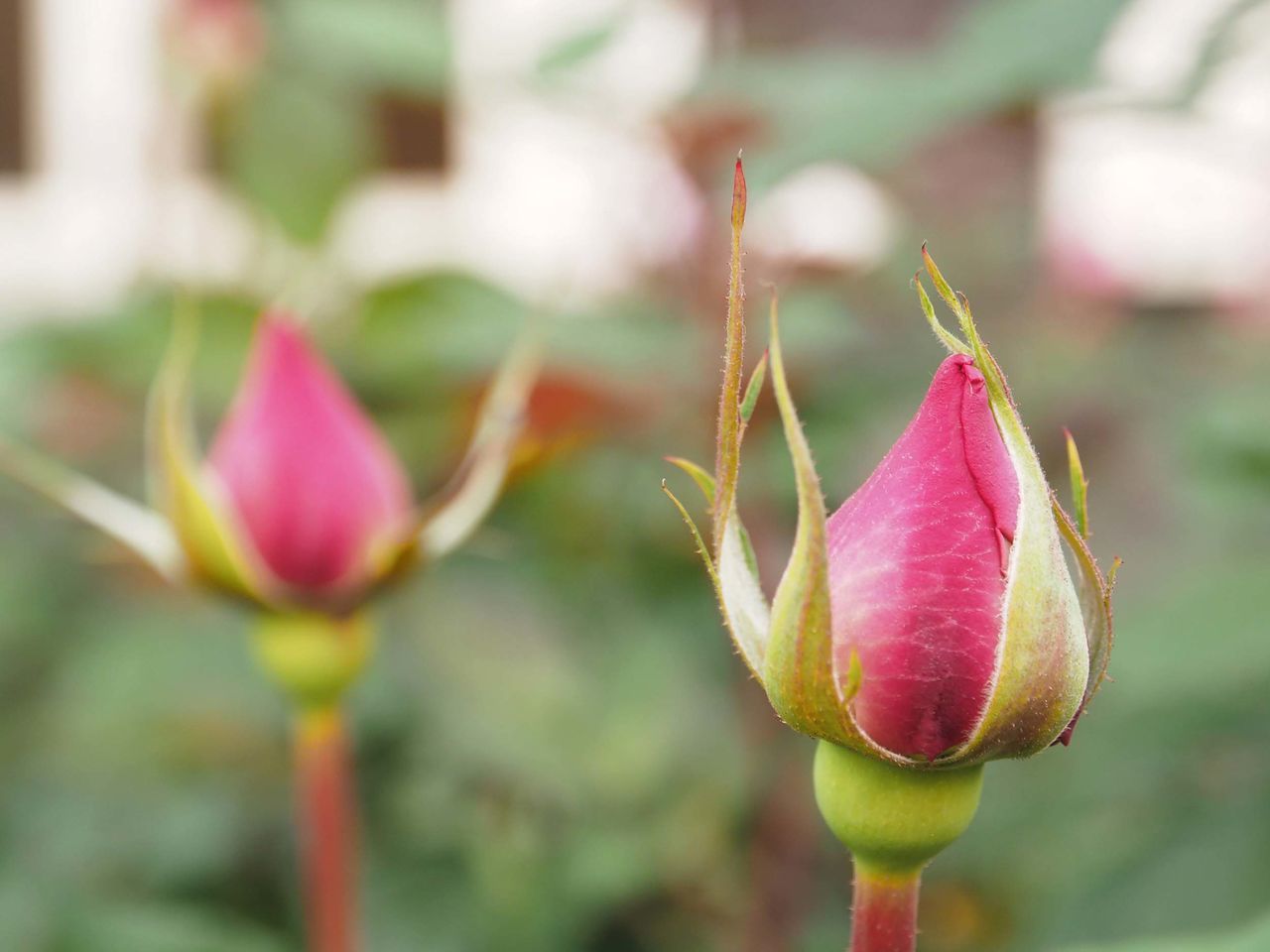 flower, flowering plant, plant, beauty in nature, close-up, vulnerability, fragility, petal, growth, focus on foreground, freshness, nature, pink color, bud, day, flower head, no people, inflorescence, plant stem, new life, outdoors, sepal