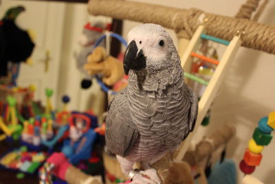 Close-up of a parrot