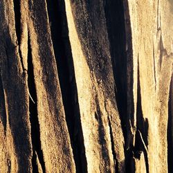 Close-up of tree trunk