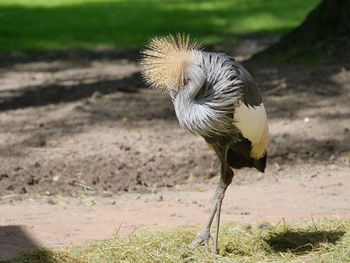 Side view of grey crowned crane preening on field