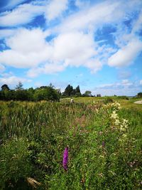 Scenic view of grassy field against sky