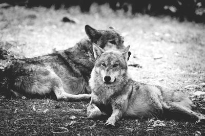 Dog sitting on grass