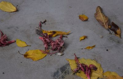 High angle view of maple leaves on sidewalk