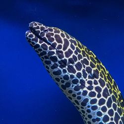 Close-up of eel swimming in sea