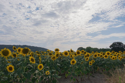 Close-up of flowers in field