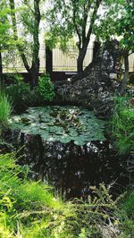 View of trees in pond