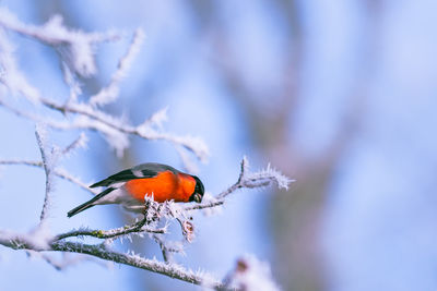 Close-up of bird perching on branch