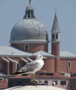 Seagull perching on wall