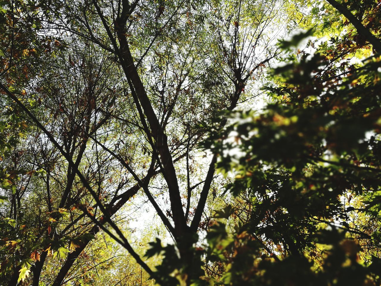 tree, nature, beauty in nature, growth, low angle view, branch, day, outdoors, no people, forest, sky