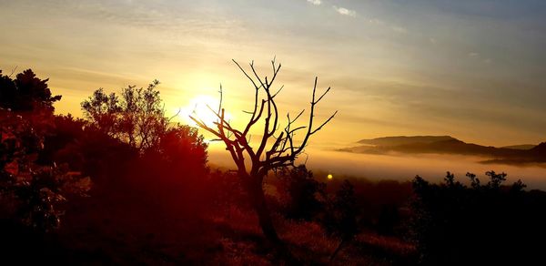 Silhouette trees on landscape against sky during sunset