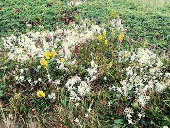 Flowers blooming outdoors