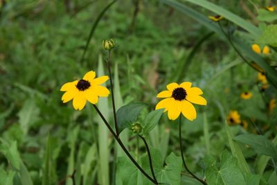 Close-up of yellow flowers