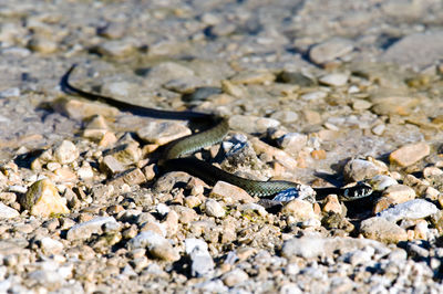 Close-up of lizard on sand at beach