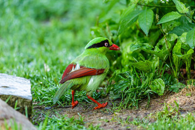 Bird perching on a plant