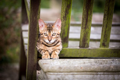 Portrait of cat