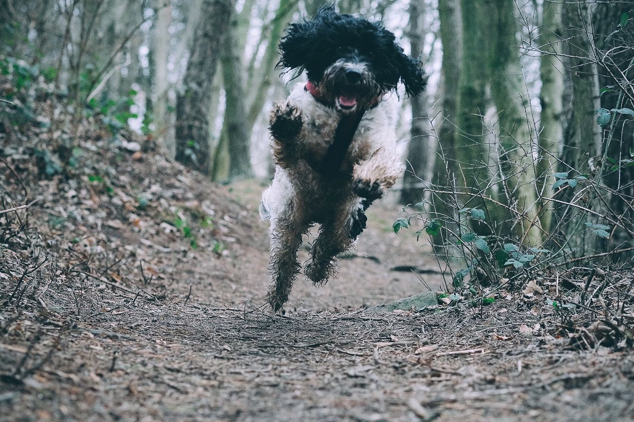 canine, dog, one animal, animal, mammal, animal themes, domestic, pets, running, domestic animals, land, vertebrate, nature, motion, field, day, plant, forest, no people, tree, outdoors