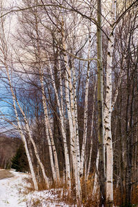 Bare trees against sky