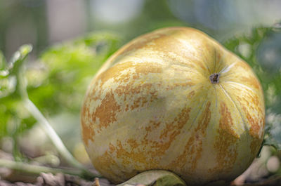 Close-up of pumpkin