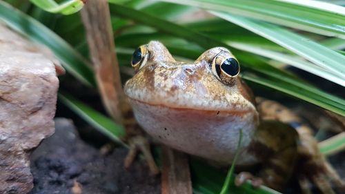 Close-up of frog on plant