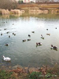 High angle view of swans swimming in lake