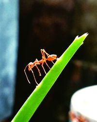 Close-up of grasshopper on leaf