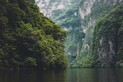 Scenic view of river amidst trees in forest