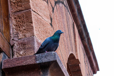 Low angle view of pigeon perching on wall