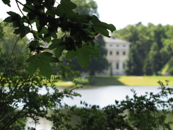 Close-up of plants against trees