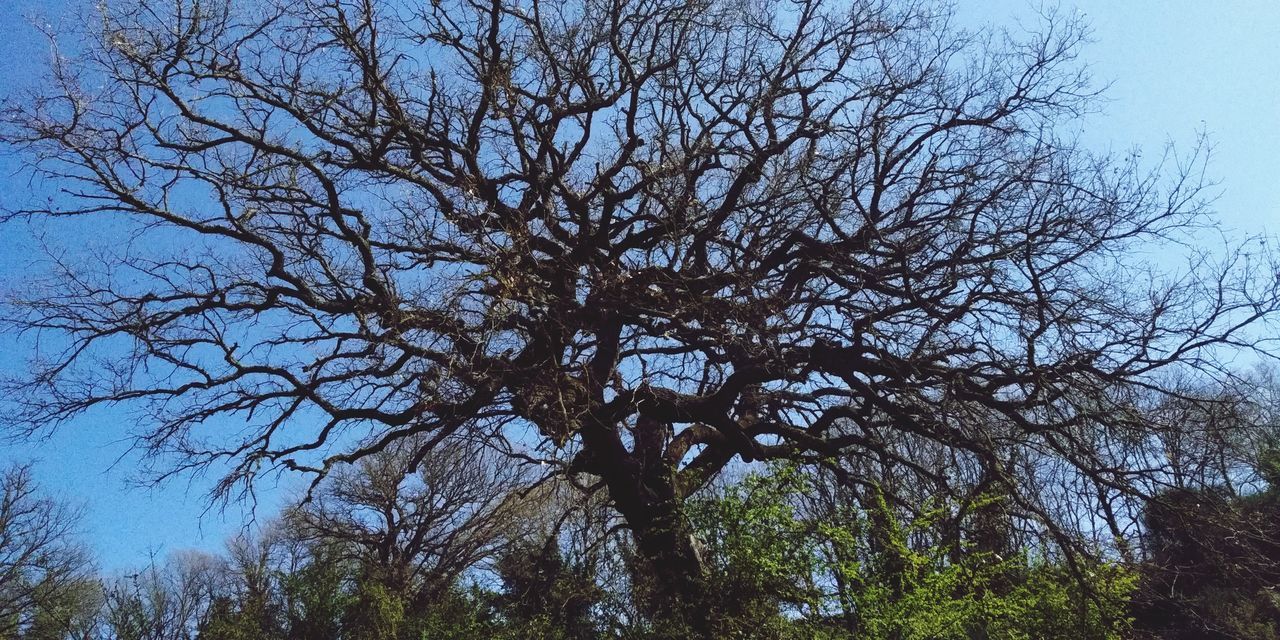 LOW ANGLE VIEW OF SILHOUETTE BARE TREE AGAINST SKY