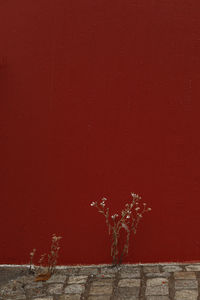 Close-up of red wall