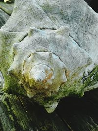 close-up