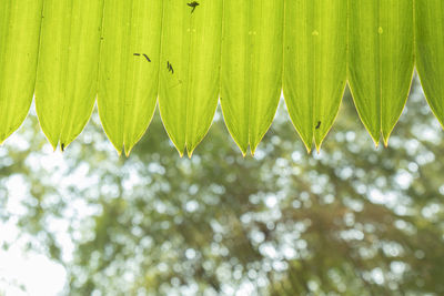 Full frame shot of fresh green leaves