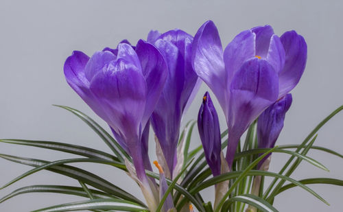 Close-up of purple crocus against white background