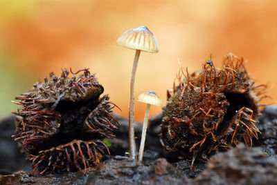 Close-up of mushroom growing on land