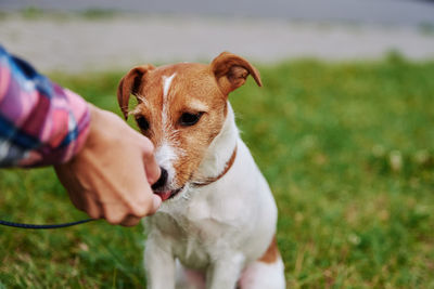 Owner feed his dog outside. jack russel terrier eats food from owner hand